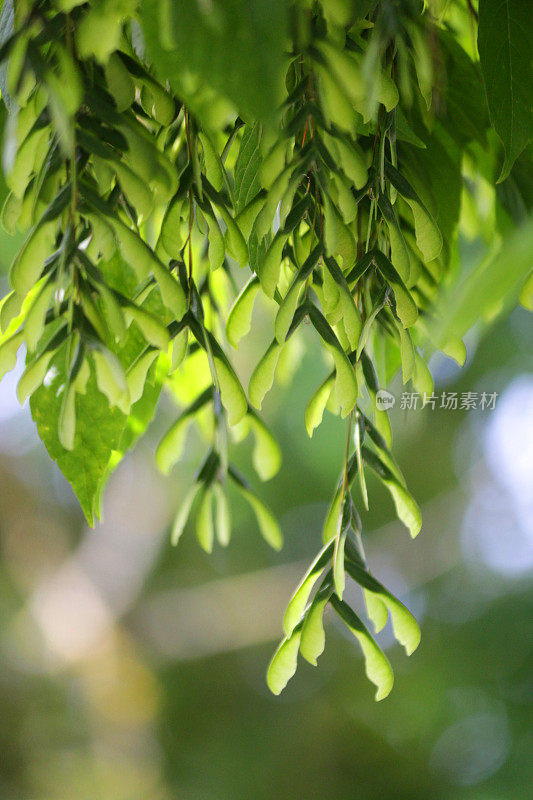 这是Harlequin Maple platanoides的Drummondii /日本枫树种子挂在槭树上的图像，绿色的花园树叶和模糊的园艺背景，棕榈槭品种的种子/钥匙种子荚在夏末，树上成熟